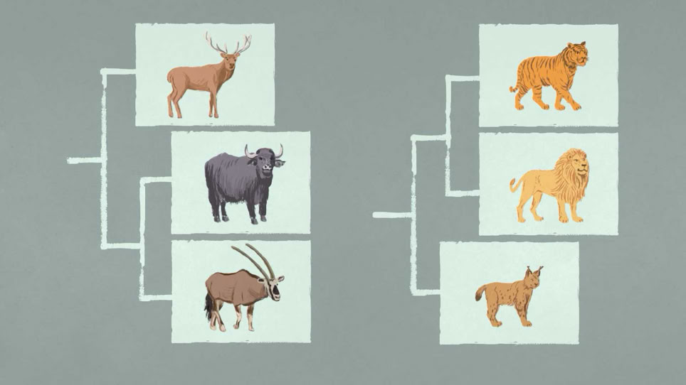 Systematische Ordnung der Tiere in Tierfamilien. Familie der Hornträger: Hirsch, Wasserbüffel und Oryx-Antilope. Familie der Katzen: Tiger, Löwe und Luchs. "Am Anfang war ein Hugi" Naturmuseum Animation Illustration Trickfilm Schweiz